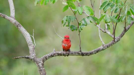 鲜艳红色羽毛的小鸟高清在线视频素材下载