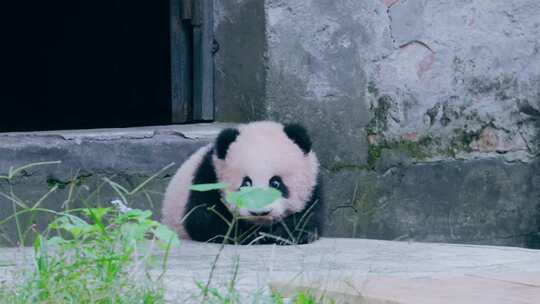 大熊猫幼崽晒太阳