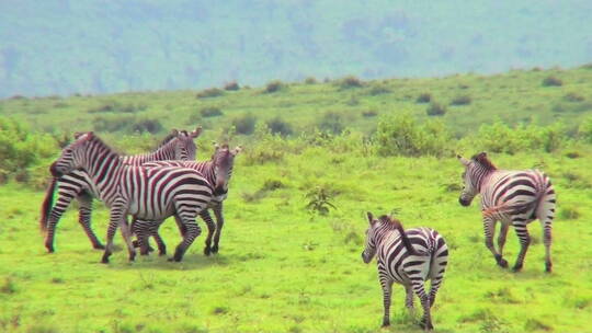 斑马在非洲的田野里玩耍