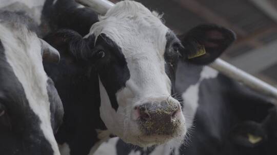 奶牛农业畜牧业视频素材模板下载