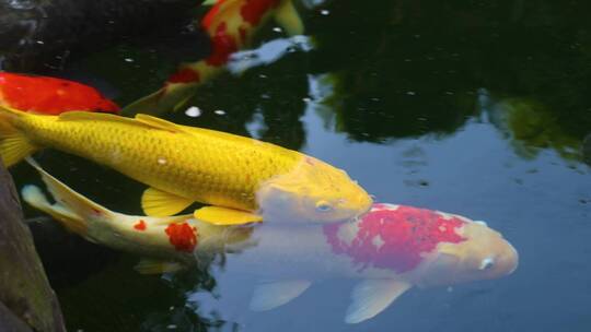 金鱼在水中游动