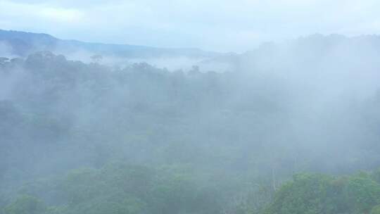 雾气覆盖的热带雨林的鸟瞰图视频素材模板下载