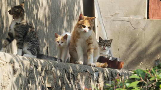 春天公园里可爱的猫咪流浪猫