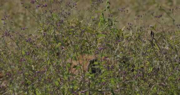 鬣狗，清道夫，草，塞伦盖蒂平原