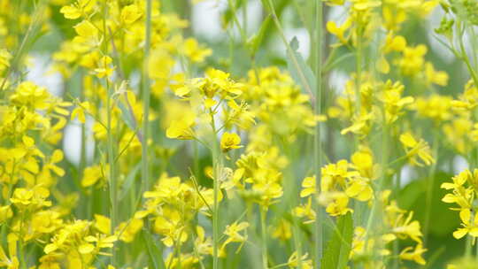 春天农村田野黄色油菜花菜籽