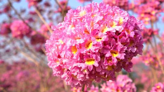 实拍紫花风铃视频素材模板下载