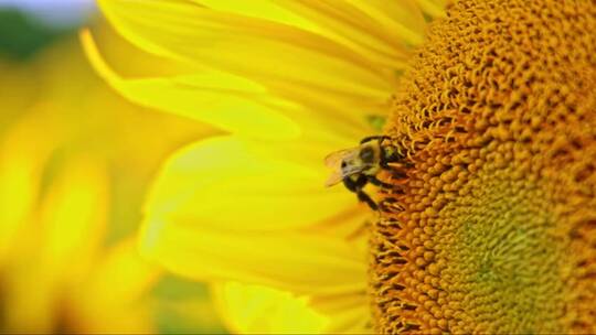 向日葵花瓣上的蜜蜂工作特写