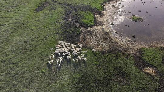 航拍湿地羊群
