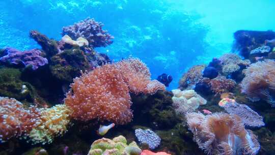 水下海洋世界珊瑚还有鱼视频素材模板下载