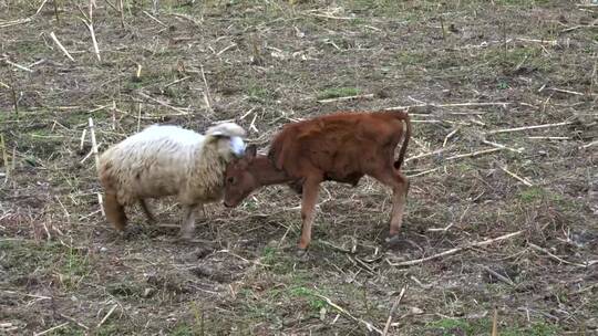 羊和小牛在田野里打架