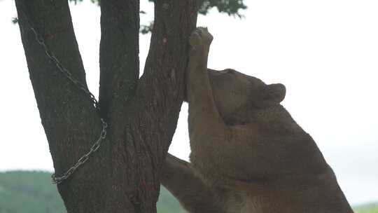 母狮（Panthera leo）在树上磨