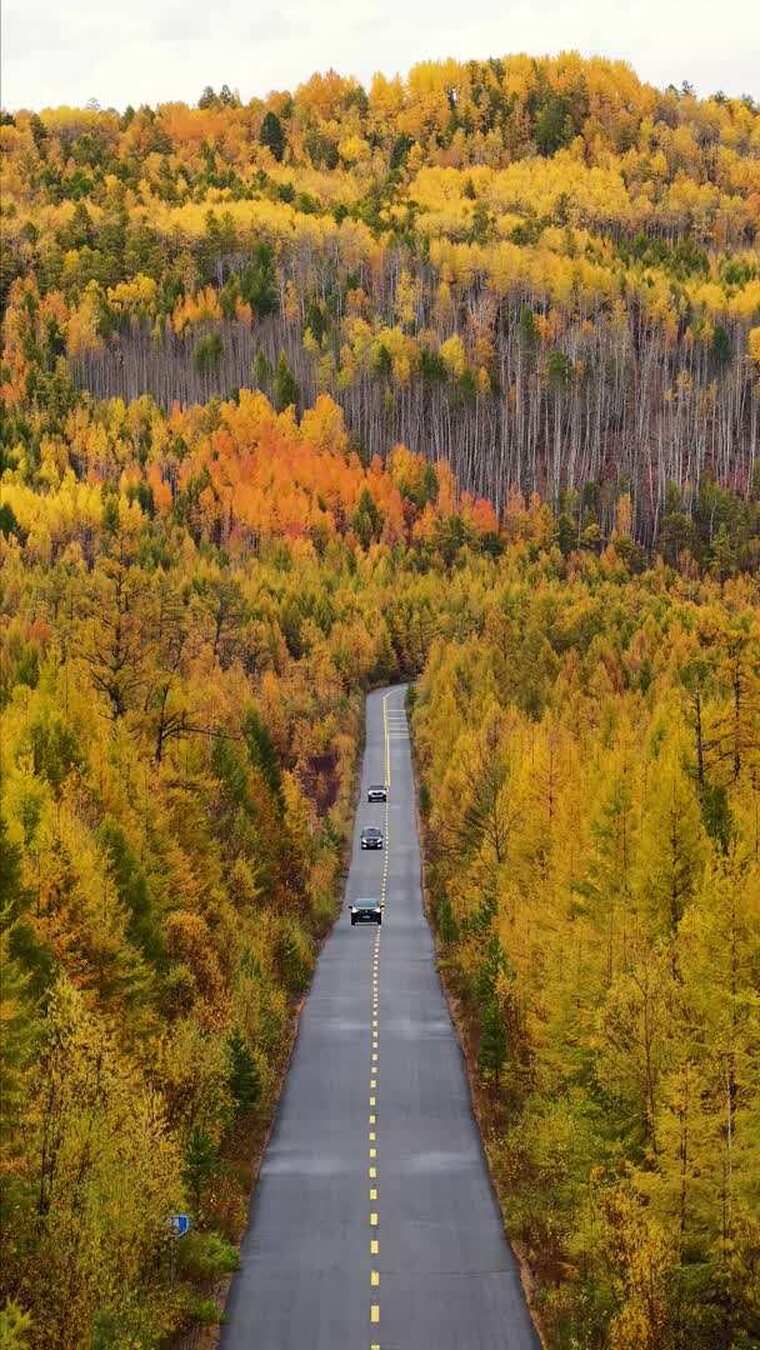 大兴安岭阿龙山到漠河蜿蜒公路和五彩秋林