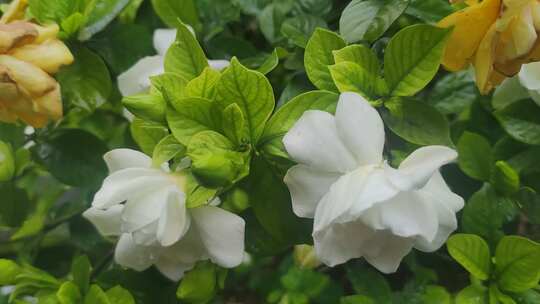 栀子花鲜花花朵盛开实拍