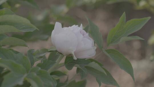 牡丹花种植LOG视频素材