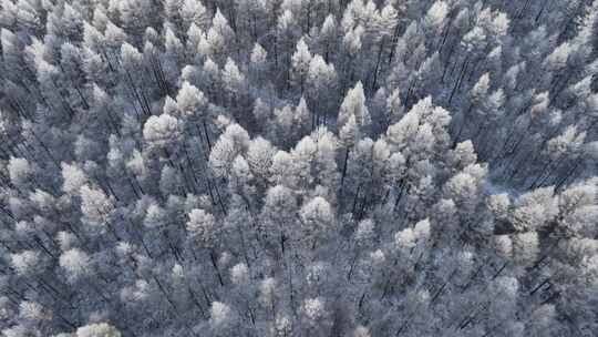 航拍大兴安岭太阳雪银色松林