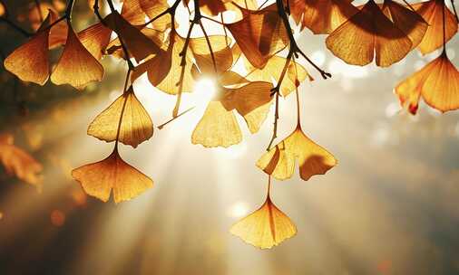 秋日落叶的静谧之美 金色秋叶的诗意光影