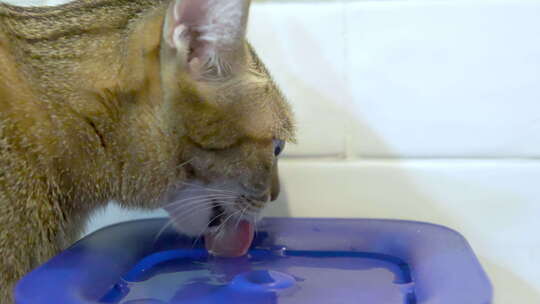 泰国猫从猫喷泉喝水