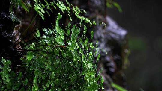 原始森林树叶草植物下雨水滴