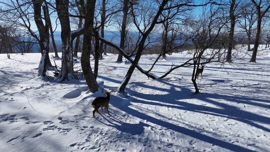 东北梅花鹿冬天在冰天雪地里吃食物