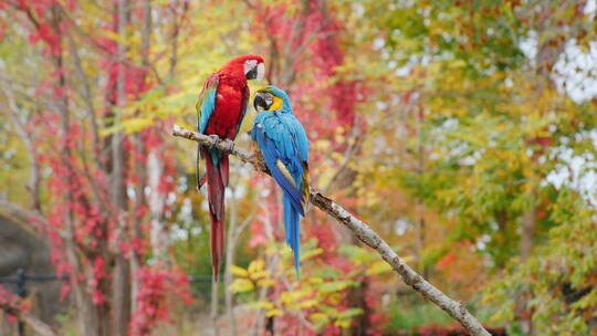 树枝上的红色和蓝色鹦鹉