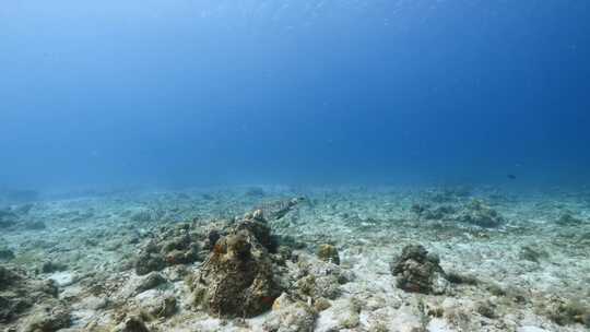 海龟，加勒比海，水，珊瑚