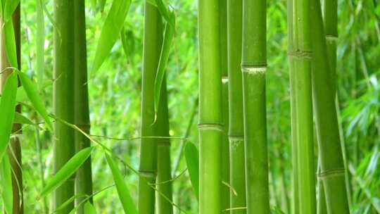 唯美阳光竹林竹园 竹林 竹子 竹叶