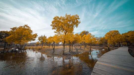 额济纳胡杨林小火车内蒙古风景秋天胡杨