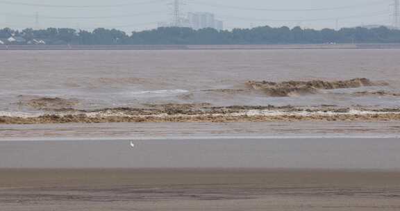 杭州市钱塘江潮水生态湿地白鹭