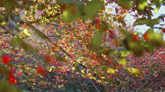 山茱萸种植成熟果实实拍