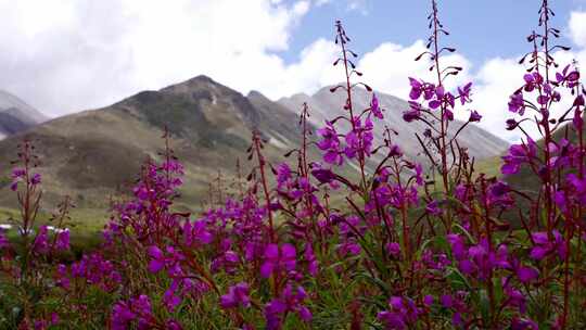 柳兰花 格聂南线沿途风景