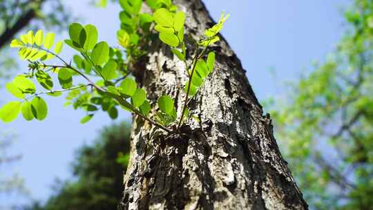 春天生机勃勃树木嫩枝绿叶生长的生命力活力