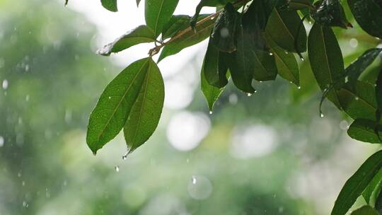 下暴雨中的桂花树叶片