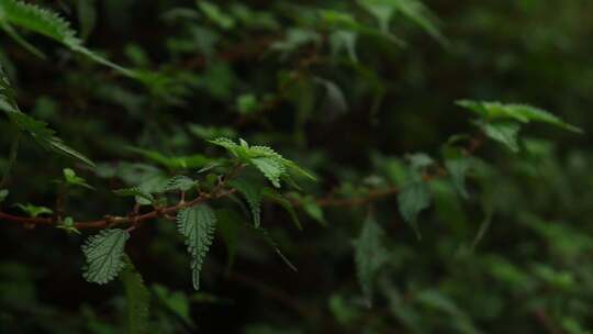 宣传片 贵州丛林树叶 自然风光 质感氛围