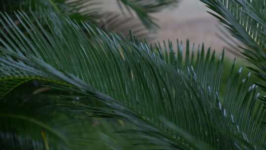 下雨绿植雨季