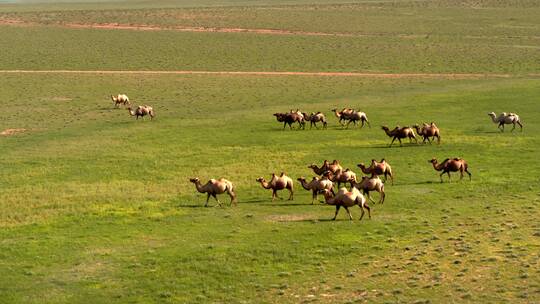 内蒙古草原上骆驼航拍