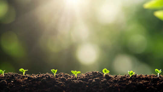 破土而出的小苗生长