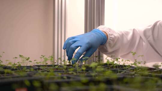 三农 农业 蔬菜 种植 植物