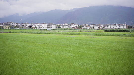 风吹田地