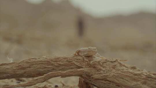 沙漠蜥蜴视频素材模板下载