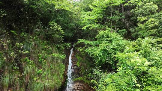 森林山涧小溪瀑布河流绿色苔藓
