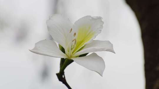 春暖花开白花朵视频素材模板下载
