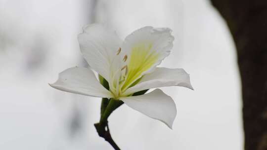 春暖花开白花朵