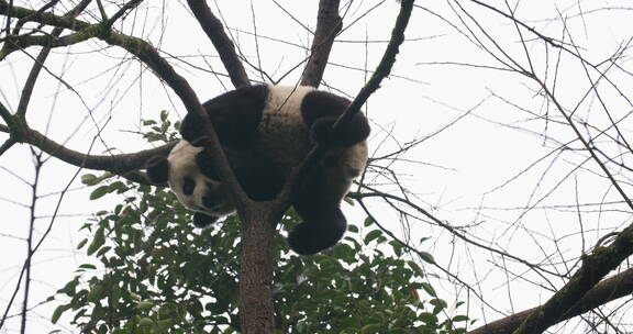 大熊猫坐在冬天光秃秃的树枝上不知如何下来