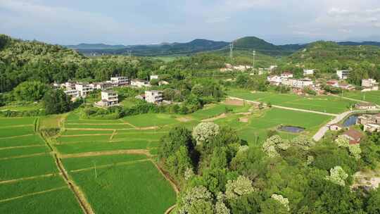 江西金溪：夏日乡村美