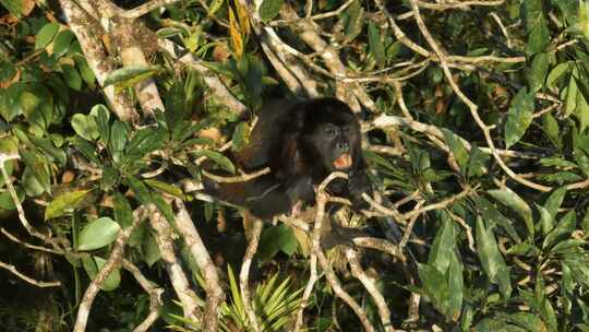 丛林，猴子，Mantled Howler