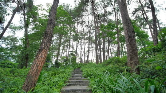 植物园森林公园林间小路