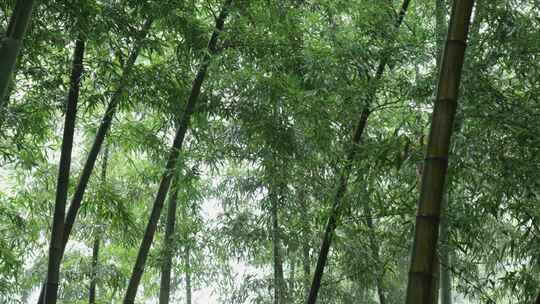 下雨天茂密的竹林枝叶繁茂生机勃勃的景象