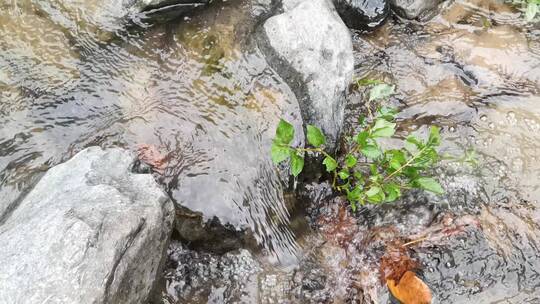 山涧清泉任性流 远无积虑近无忧