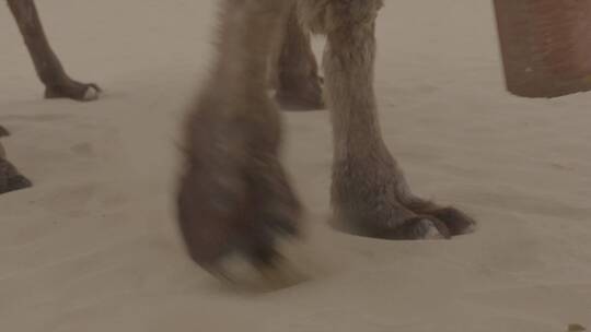 沙漠骆驼行走特写视频素材模板下载