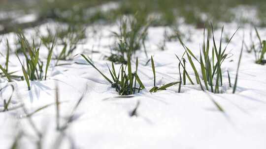 冬天小麦植物与雪覆盖农民的田地的电影镜头